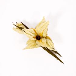 żółty,wiosenny,kwiat,broszka - Broszki - Biżuteria