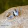 Pierścionki srebrny pierścionek z agatem dendrytowym